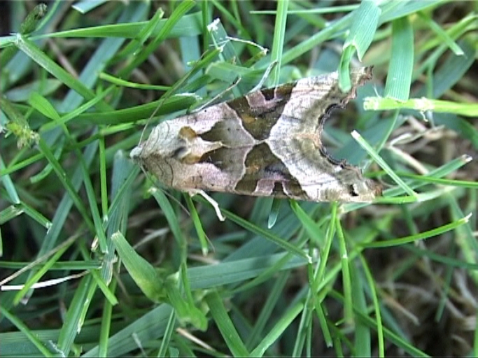 Achateule ( Phlogophora meticulosa ) : Moers, in unserem Garten, 22.05.2010